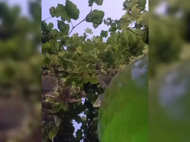 BigBoobsCassidy – webcam model profile photo Image 4