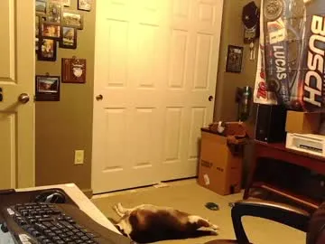 indianapapa – webcam model profile photo